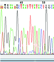 Jentashapir J Cell Mol Biol